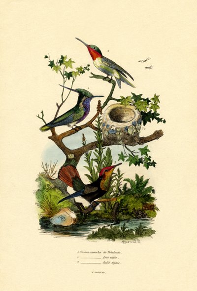 Hummingbirds by French School